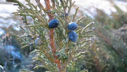 Juniper vízszintes síkja, kék chip, andorra, lime glou és mások fotója és leírása
