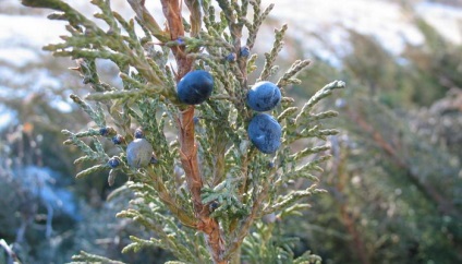 Juniper flat orizontal de acest gen, fotografie și descrierea unui chip albastru, andorra, lime glou și altele