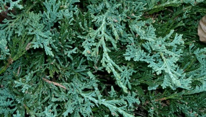 Juniper flat orizontal de acest gen, fotografie și descrierea unui chip albastru, andorra, lime glou și altele