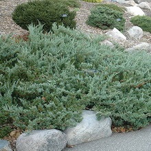 Juniper vízszintes síkja, kék chip, andorra, lime glou és mások fotója és leírása