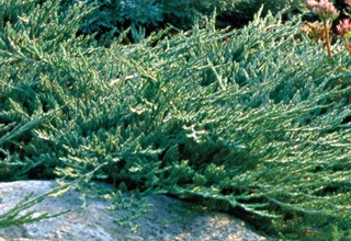 Juniper flat orizontal de acest gen, fotografie și descrierea unui chip albastru, andorra, lime glou și altele