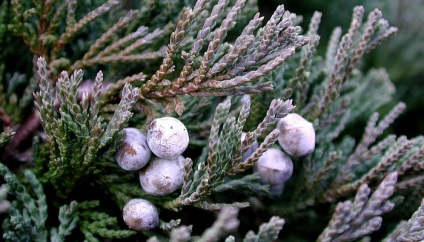 Juniper vízszintes síkja, kék chip, andorra, lime glou és mások fotója és leírása