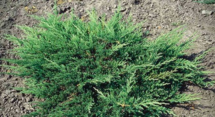 Juniper flat orizontal de acest gen, fotografie și descrierea unui chip albastru, andorra, lime glou și altele