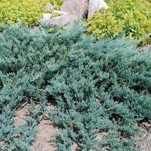 Juniper flat orizontal de acest gen, fotografie și descrierea unui chip albastru, andorra, lime glou și altele