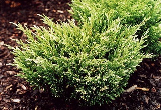 Juniper flat orizontal de acest gen, fotografie și descrierea unui chip albastru, andorra, lime glou și altele