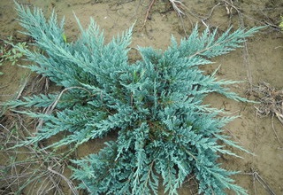 Juniper flat orizontal de acest gen, fotografie și descrierea unui chip albastru, andorra, lime glou și altele