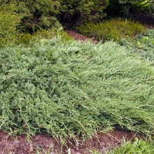 Juniper flat orizontal de acest gen, fotografie și descrierea unui chip albastru, andorra, lime glou și altele