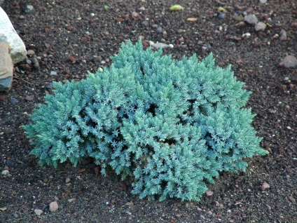 Juniper boróka (kék) a fajták és azok jellemzőinek leírása, gondozásra, ültetésre és ültetésre vonatkozó ajánlások