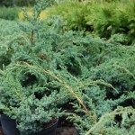 Juniperus blues alpin chinezesc