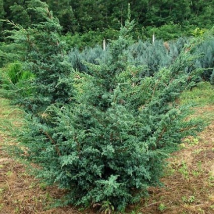 Juniperus blues alpin chinezesc