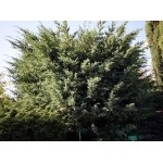 Juniperus blues alpin chinezesc