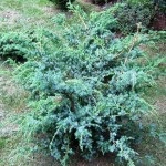 Juniperus blues alpin chinezesc