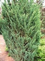 Juniper japán (juniperus chinensis) - kert saját kézzel
