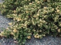 Juniper japán (juniperus chinensis) - kert saját kézzel