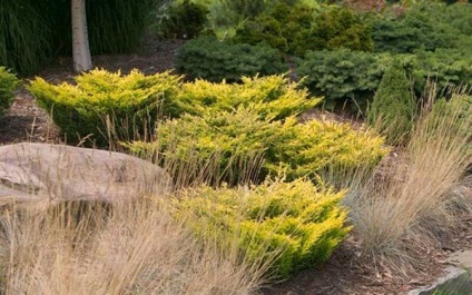 Juniper lime orizontal - descriere, plantare și îngrijire, fotografie în designul grădinii, video