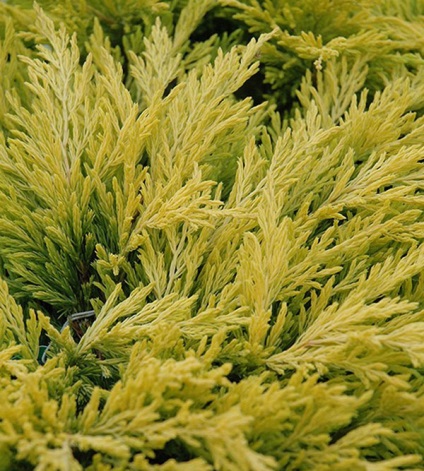 Juniper lime orizontal - descriere, plantare și îngrijire, fotografie în designul grădinii, video