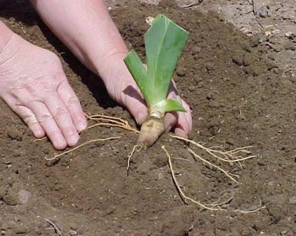 Transplantul de irisi delicat în toamnă și îngrijire