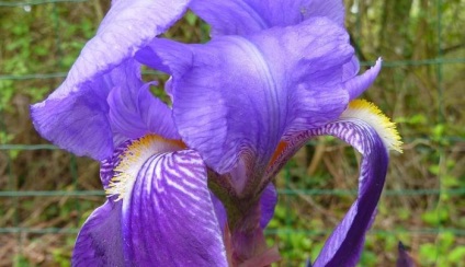Transplantul de irisi delicat în toamnă și îngrijire