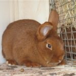 Noua Zeelandă Alb Rabbit (NZB) Caracteristici, reproducție și fotografii