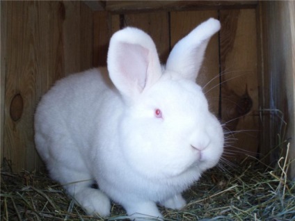 Noua Zeelandă Alb Rabbit (NZB) Caracteristici, reproducție și fotografii