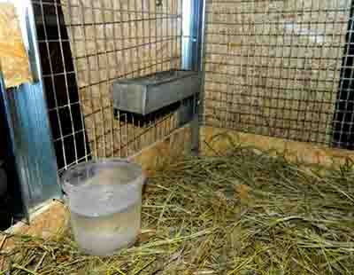 Iepurii au nevoie de gunoi - conținutul de iepuri - iepuri de reproducere - articole despre iepuri
