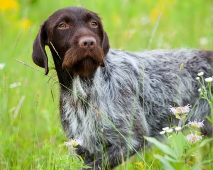 Áttekintés a kutyafajta német drachhaar szabvány, ellátás, fotó, tulajdonos véleménye