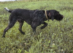 Áttekintés a kutyafajta német drachhaar szabvány, ellátás, fotó, tulajdonos véleménye