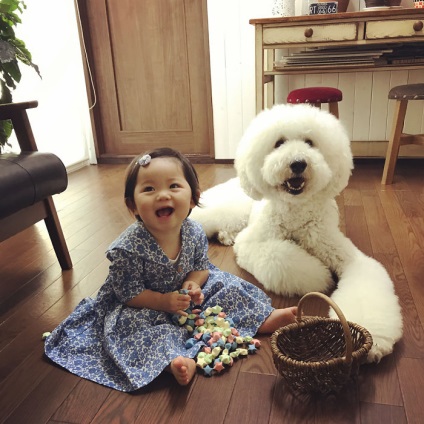 Bájos pár egy kis japán lány és a poodle, frissesebb - a legjobb a Runet a nap!