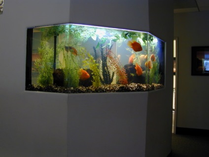 Decorăm interiorul cu un acvariu în peretele dintre camere - idei de fotografie