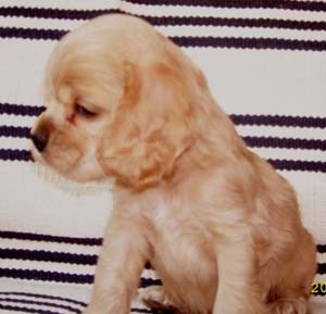 Culoarea cărnii (culoarea câinelui), American Cocker Spaniel