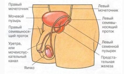 Chirurgie pentru a elimina tipurile de prostată, caracteristicile și prețurile