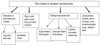 Principalii factori de formare a solului