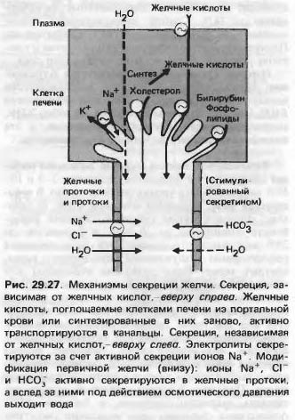 Основна функция на черния дроб