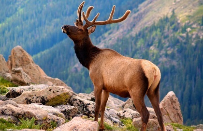 Se odihnește pe altai de munte