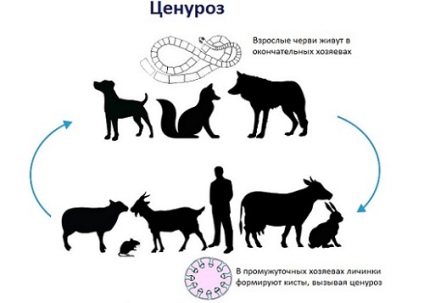 Juh agy kórokozó leírása és a betegség lefolyásának jellemzői