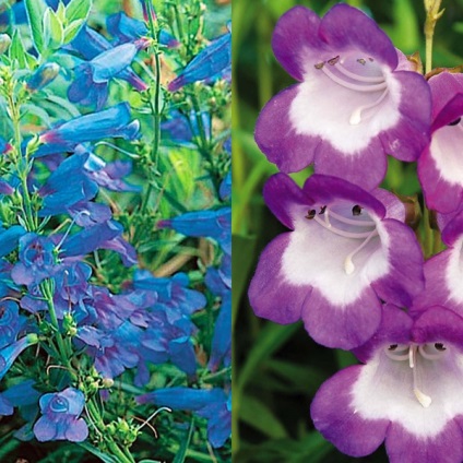 Penstemon - cultivarea și îngrijirea semințelor