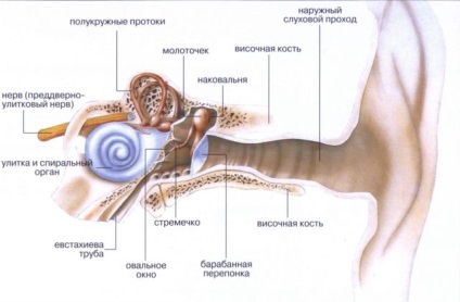 Perforarea timpanului ce este, simptomele, tratamentul