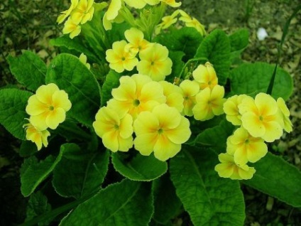Primrose primrose - a növények előnyei