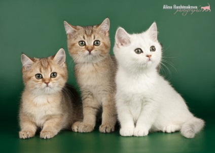 Kennel Katangar - pisici și pisici britanice pisică scoțiană
