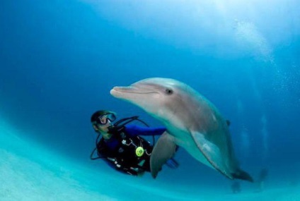 Inotati intr-un vis cu un delfin