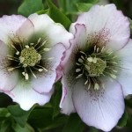 De ce nu flori hortensia gradina