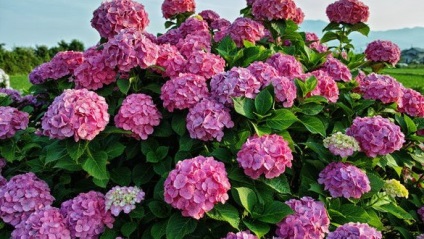 De ce nu flori hortensia gradina