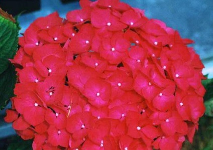 De ce nu flori hortensia gradina