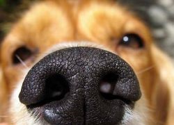 De ce are câine un nas uscat