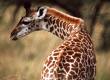 Защо жираф дълго детски врата енциклопедия