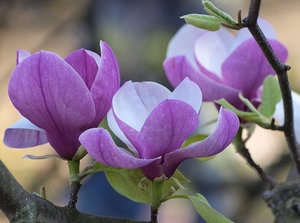 Selecția de specii populare și varietăți de magnolie pentru grădina dvs. cu o descriere și fotografii