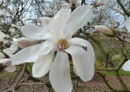 Selecția de specii populare și varietăți de magnolie pentru grădina dvs. cu o descriere și fotografii