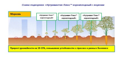 Top-dressing morcovi în remedii folclorice deschise în iulie, iunie și august, sfaturi drojdie