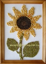 Floarea-soarelui din cereale - țara-mamă