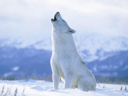 A polár farkas